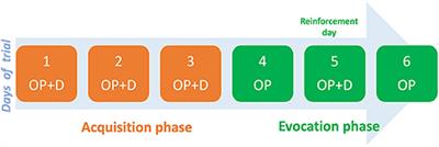 The Use of Conditioning Open-Label Placebo in Opioid Dose Reduction: A Case Report and Literature Review